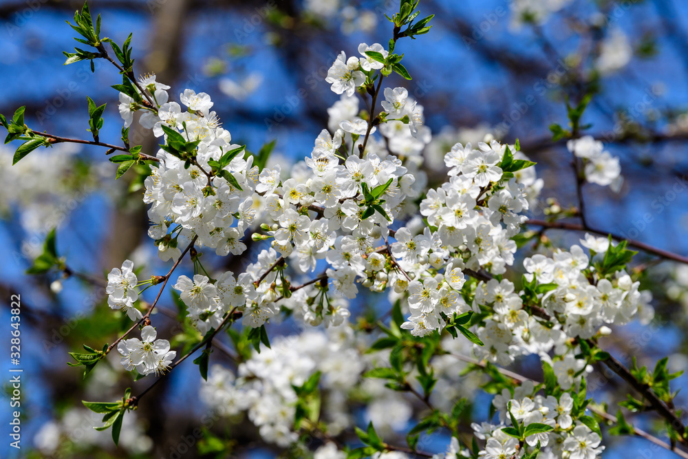Close up of a branch with white cherry tree flowers in full bloom with blurred background in a garden in a sunny spring day, beautiful Japanese cherry blossoms floral background, sakura Close up of a branch with white cherry tree flowers in full bloom with blurred background in a garden in a sunny spring day, beautiful Japanese cherry blossoms floral background, sakura