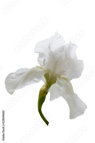 White iris flower head isolated on white background