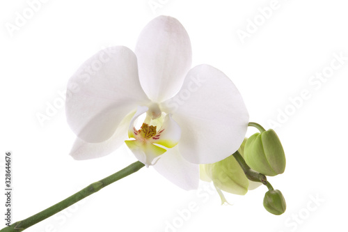 White Orchid flower isolated on white background  close-up