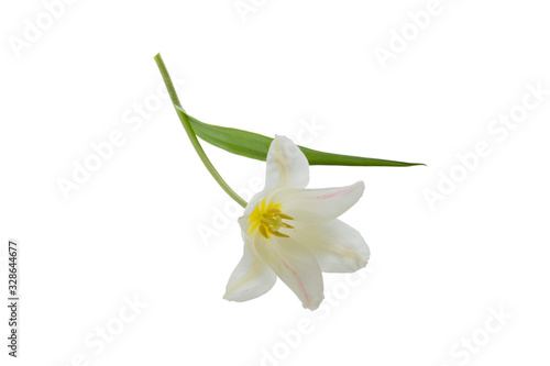 White Tulip flower isolated on white background