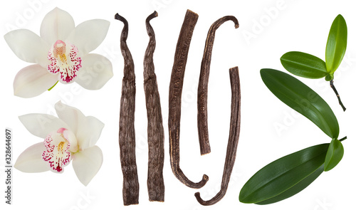 Vanilla isolated on white background set. Orchid  flower, stick or dry bean and green leaves group collection
