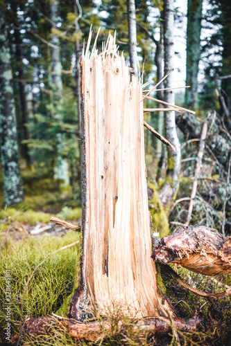 tronc d'arbre arraché, tempête, vent 
