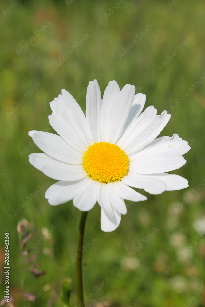 Picture of oxeye daisy herb. Herbal medicine, tea and infusion, natural cosmetics ingredient. Ecological plant. Nature spring background Picture of oxeye daisy herb. Herbal medicine, tea and infusion, natural cosmetics ingredient. Ecological plant. Nature spring background