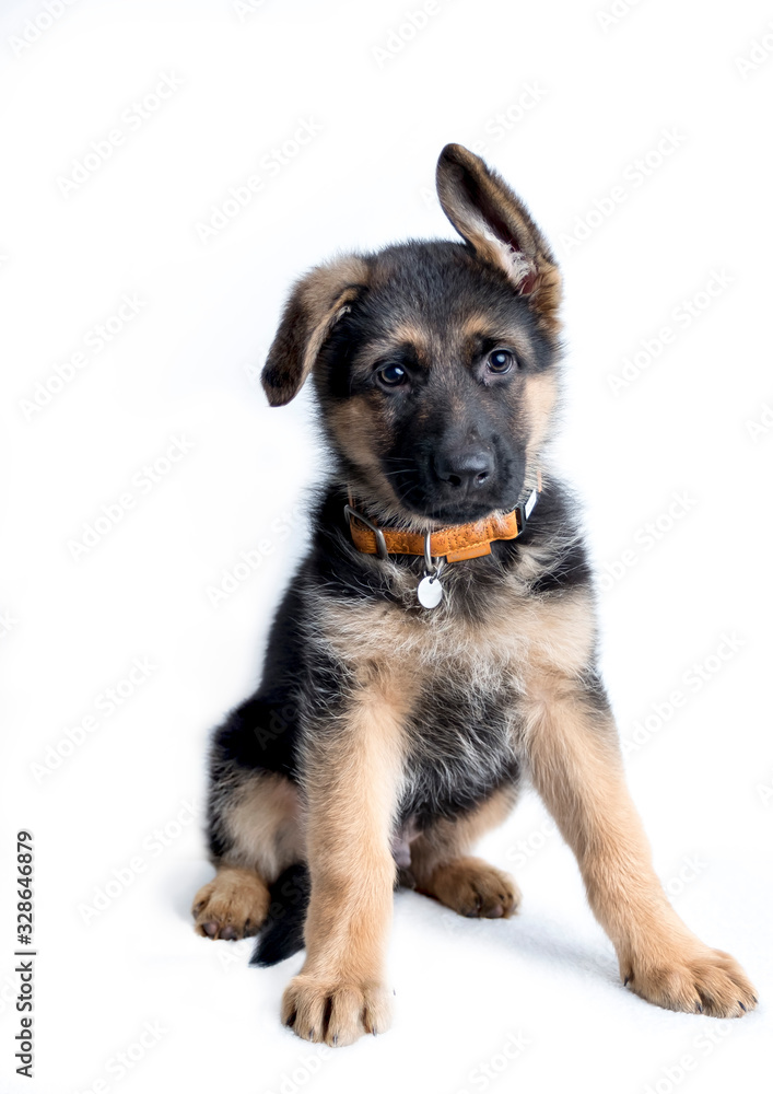 small cute german shephard puppy sitting on white background and looking straight into the camera small cute german shephard puppy sitting on white background and looking straight into the camera
