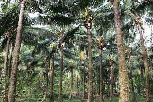 palm trees in the forest