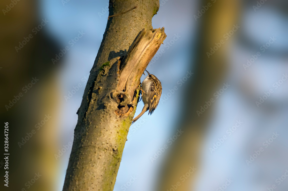 eurasian tree creeper in the beautiful green forest eurasian tree creeper in the beautiful green forest
