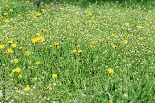 Meadow grass, green spring lawn with bright yellow dandelions and white flowers. Floral background.