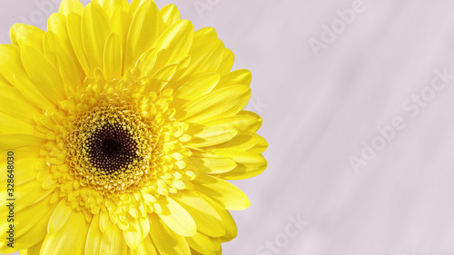 Delicate yellow gerbera flower close up on pink background. Natural flowery greeting card  nature or environment concept.