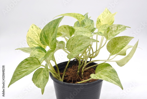 Devil's ivy in a black plastic pot isolated on white