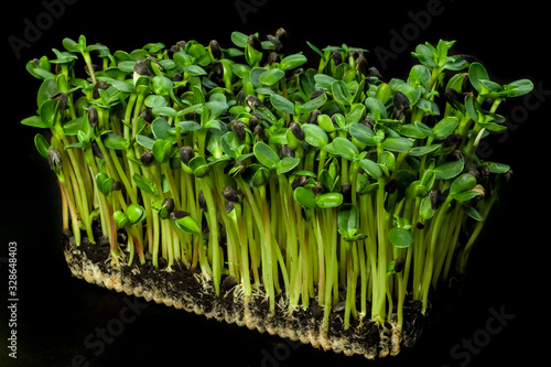 Homegrown sunflowers micro green sprouts on black background. Concept of health and growth