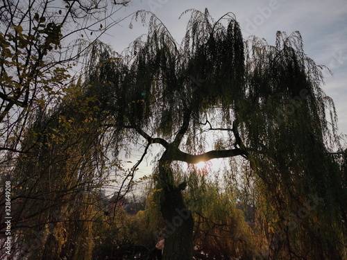 Árbol anciano junto a puesta de sol.