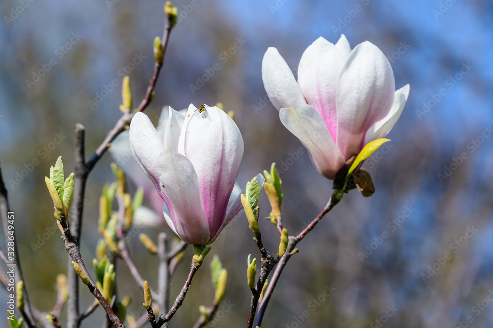 Fototapeta premium Close up of two delicate white pink magnolia flowers in full bloom on a branch in a garden in a sunny spring day, beautiful outdoor floral background