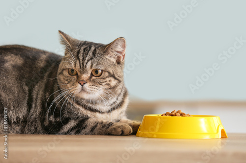 Cute cat near bowl with food on kitchen table