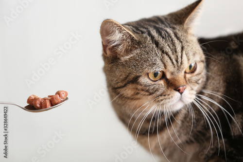 Принти на полотні Owner feeding cute cat from spoon