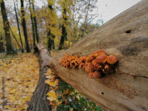 Setas creciendo en un arbol