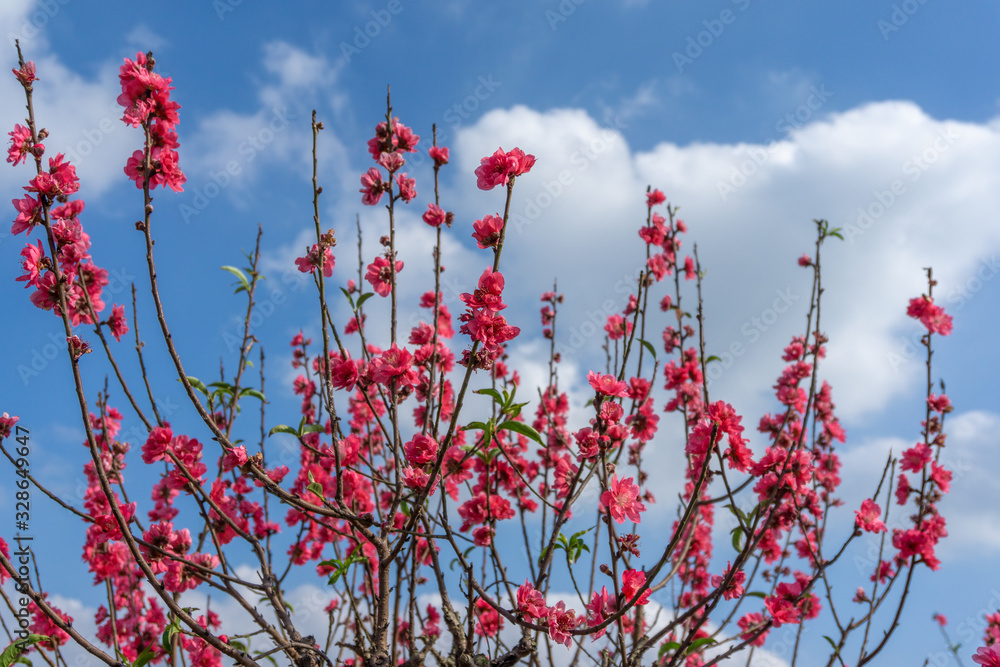 Peach flowers in the garden in blossoming time against blue sky and white clouds Peach flowers in the garden in blossoming time against blue sky and white clouds