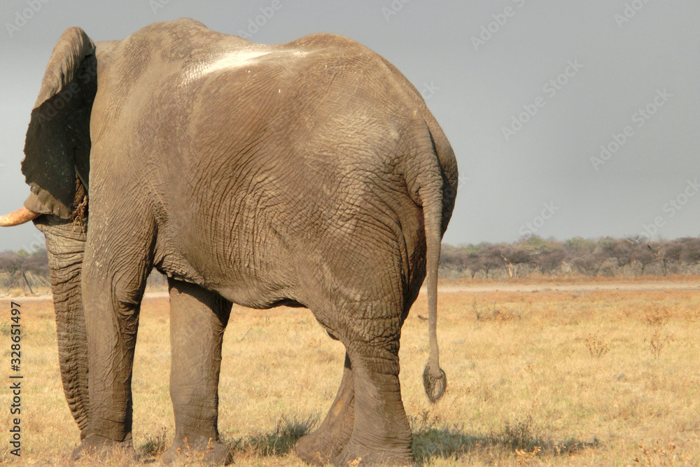 Fototapeta premium Loxodonta africana