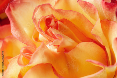 Сolorful yellow-red rose Bud close-up. Selective focus, blurred background © ElenaIvanova