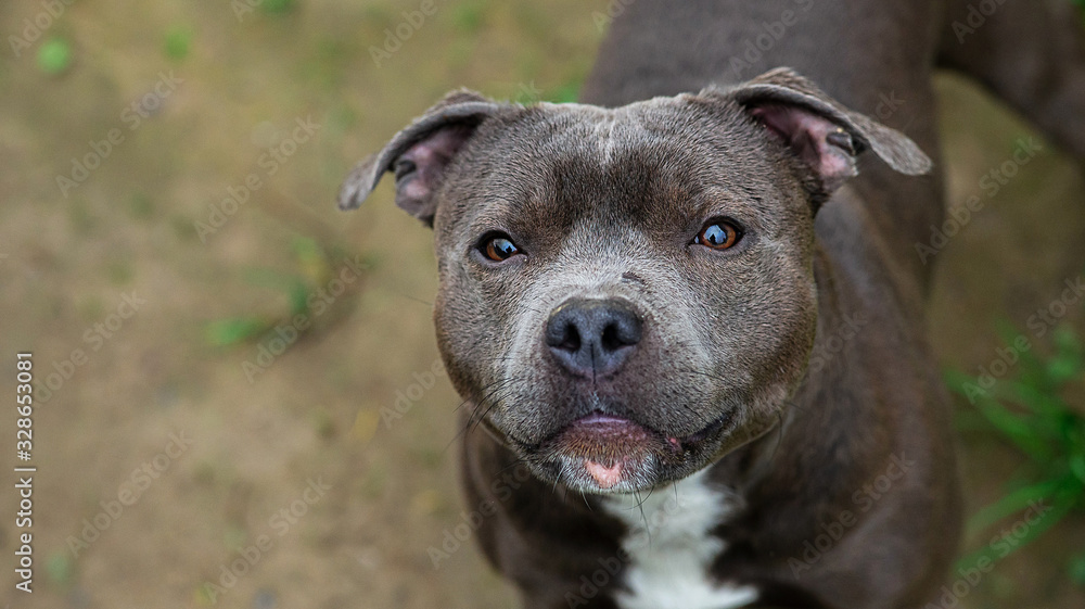 Peaceful American Staffordshire Terrier standing in park