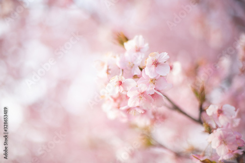 河津桜 © Risa