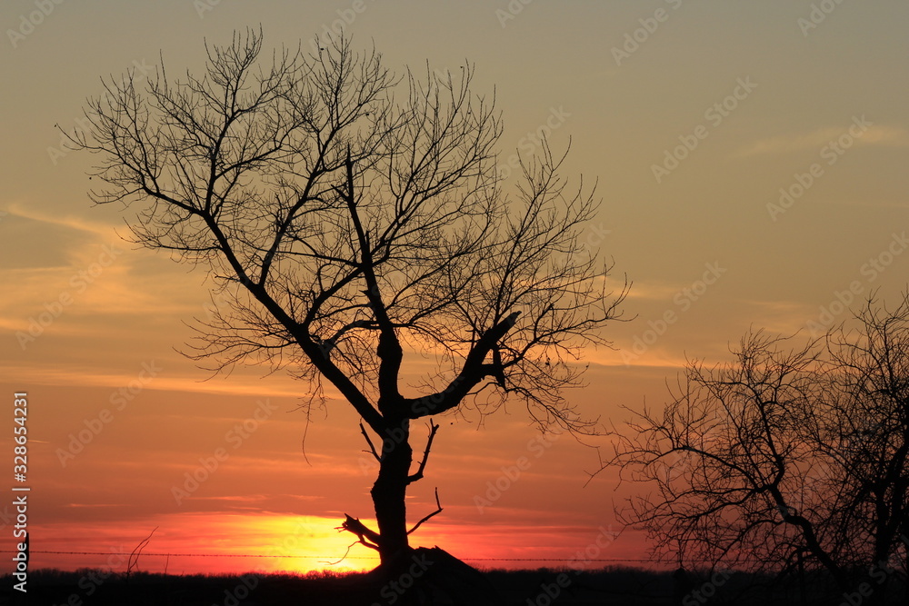 Kansas colorful Sunset with clouds and a tree silhouette out in the country.