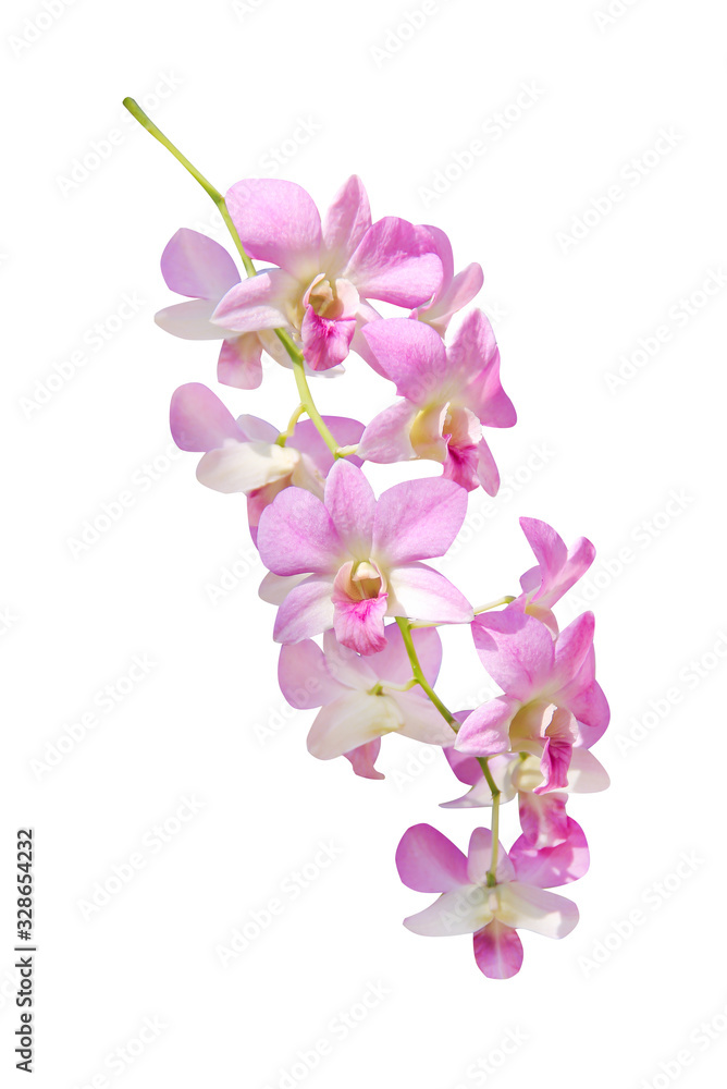 Light pink dendrobium orchids flower hang on branch tree isolated on white background , clipping path Light pink dendrobium orchids flower hang on branch tree isolated on white background , clipping path