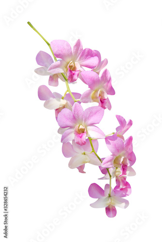 Light pink dendrobium orchids flower hang on branch tree isolated on white background   clipping path