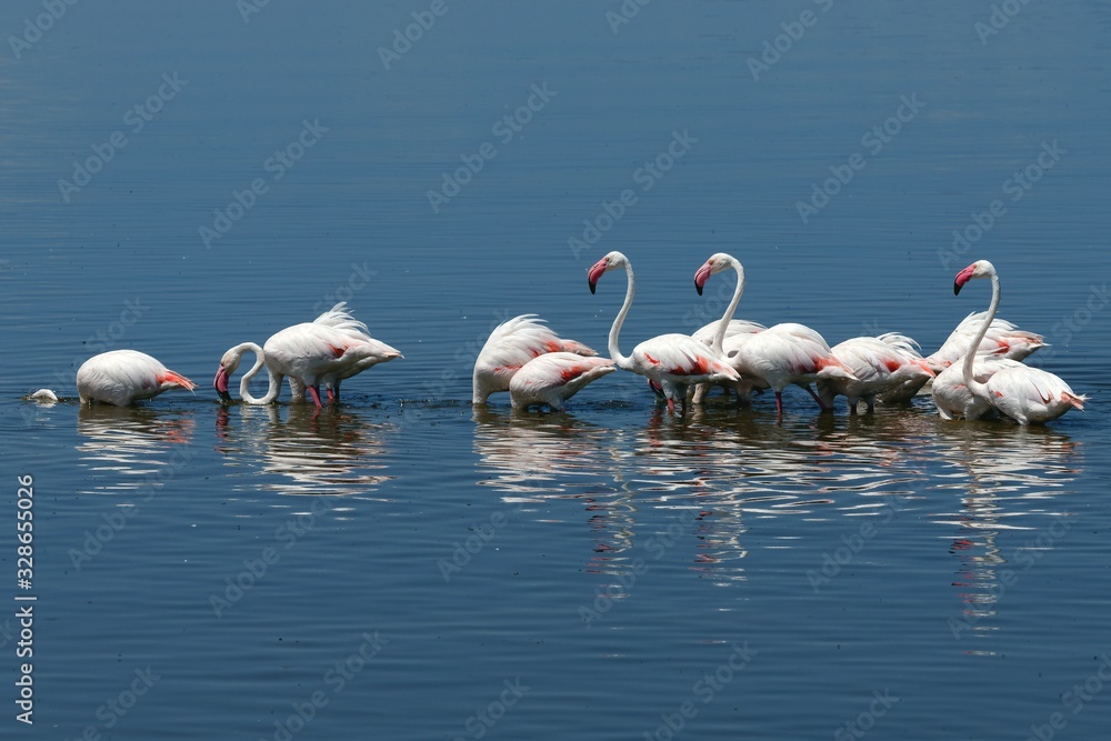Naklejka premium Rosaflamingos