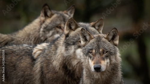 Les loups gris © Patrick J.