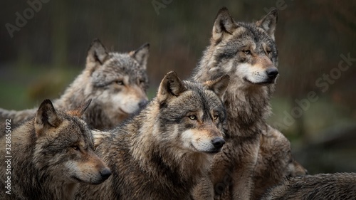 Les loups gris photo