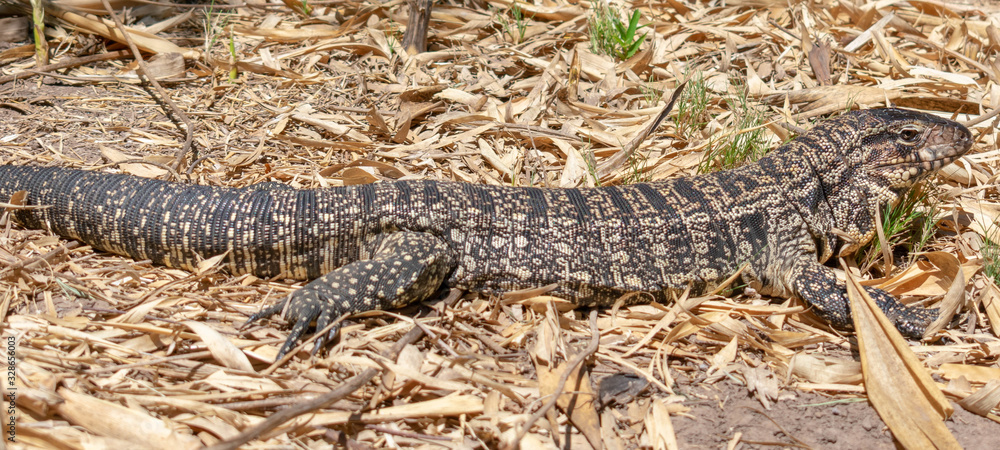 Large Reptile Large Reptile