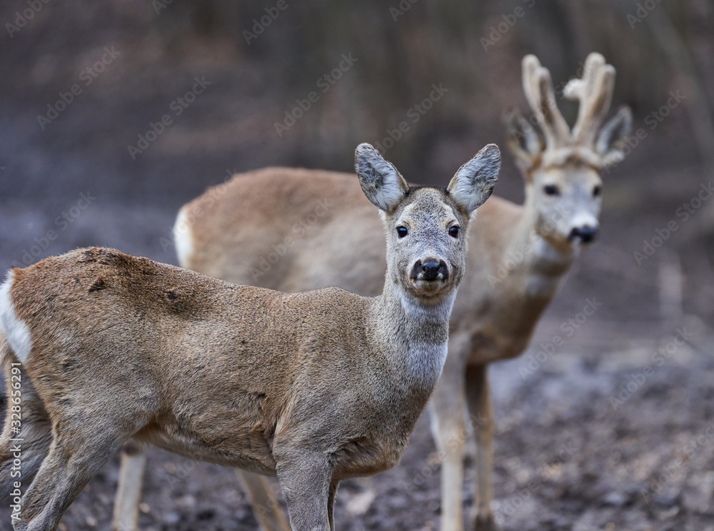 Roe deer and buck