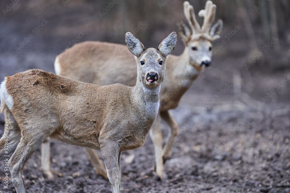 Roe deer and buck Roe deer and buck