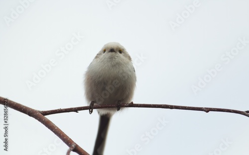 Eine Schwanzmeise sitzt im Winter auf einem dünnen Ast vor hellem Hintergrund, Aegithalos caudatus