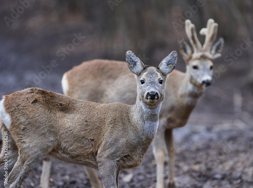 Roe deer and buck