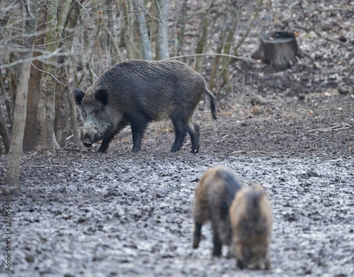 Wild hogs rooting in the mud photo