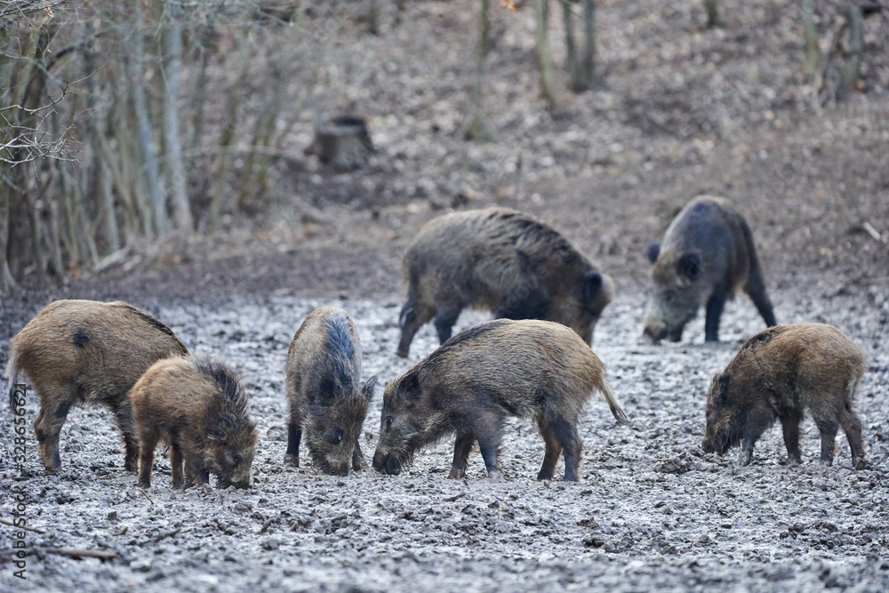Wild hogs rooting in the mud Wild hogs rooting in the mud