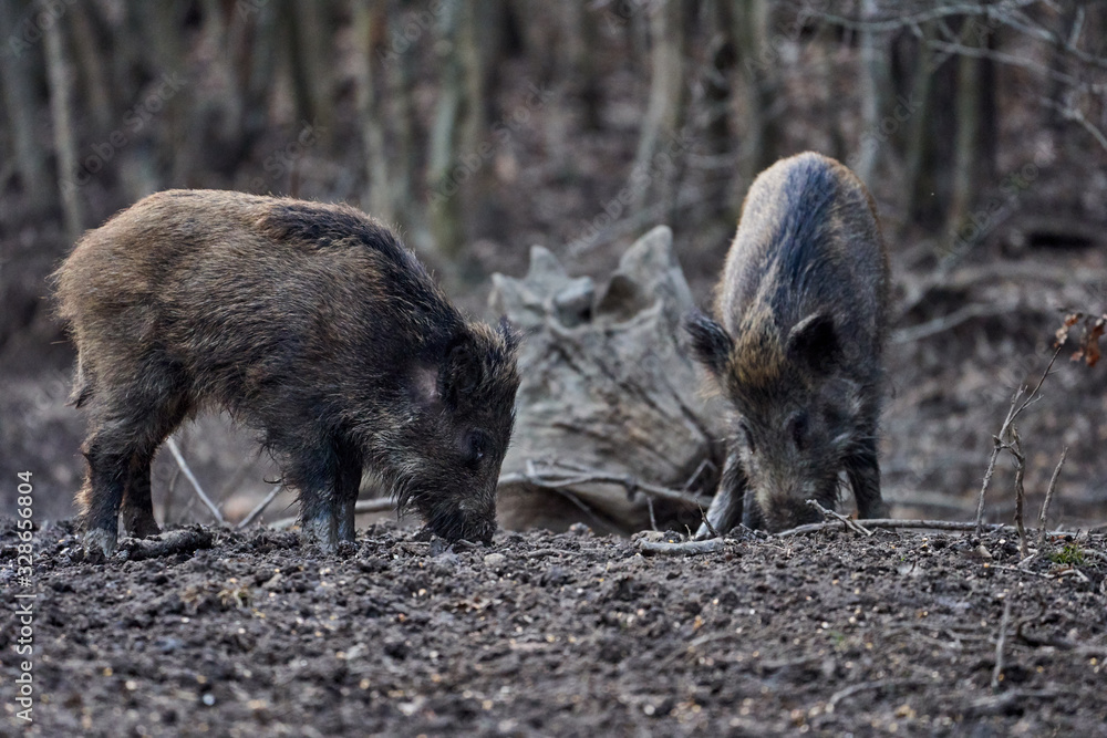 Wild hogs rooting in the mud Wild hogs rooting in the mud