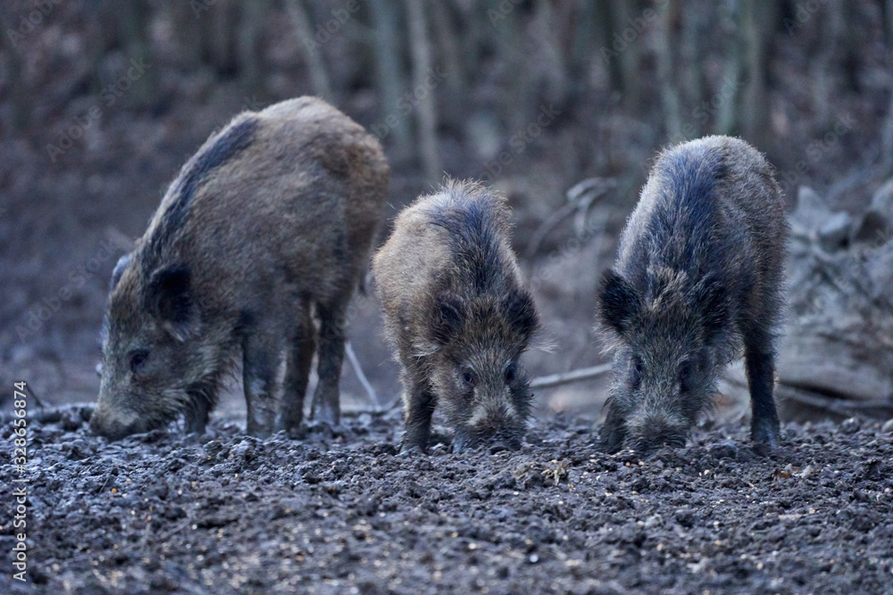Wild hogs rooting in the mud Wild hogs rooting in the mud