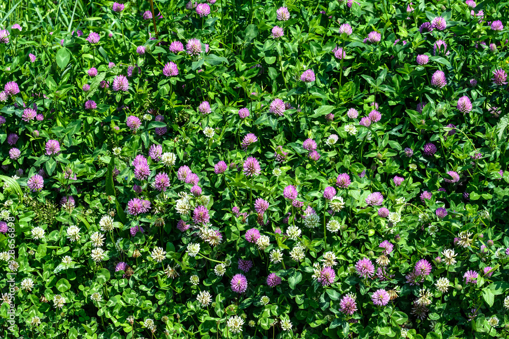 Background of clover or trefoil (Trifolium) pink flowers and green leaves in a sunny spring day, beautiful outdoor floral background
