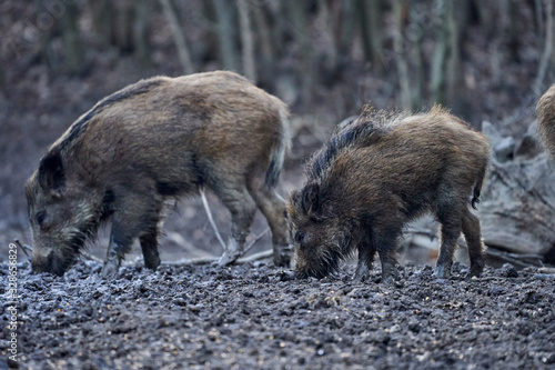 Wild hogs rooting in the mud