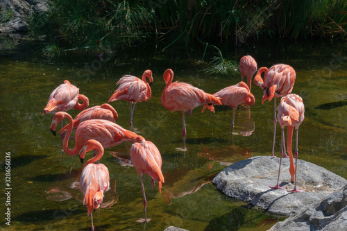 Group Of Pink Flamingos