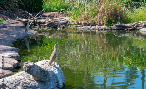 Bird On A Rock
