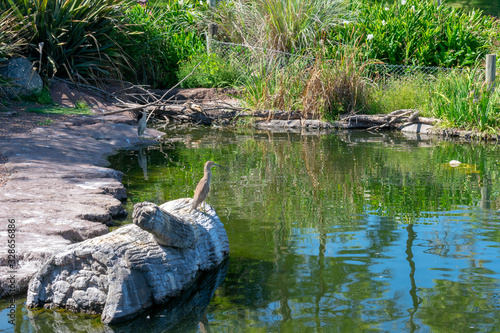 Bird On A Rock