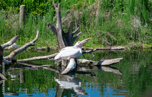 Pelican In Tree Looking Up