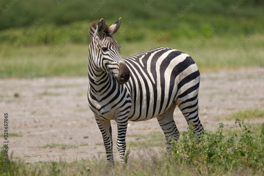 Fototapeta premium Steppenzebra