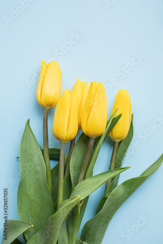 Beautiful yellow tulips on multicolored paper backgrounds with copy space. Spring  summer  flowers  color concept  women s day