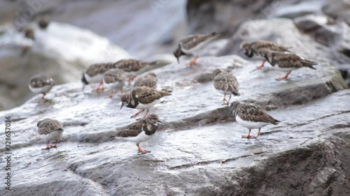 Flock of turnstone birds feeding on the rocks