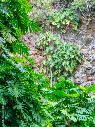 Monstera deliciosa, also known as the Swiss cheese plant, is a species of flowering plant native to tropical forests.