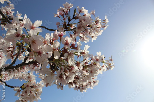 cherry blossom with blue sky Japan